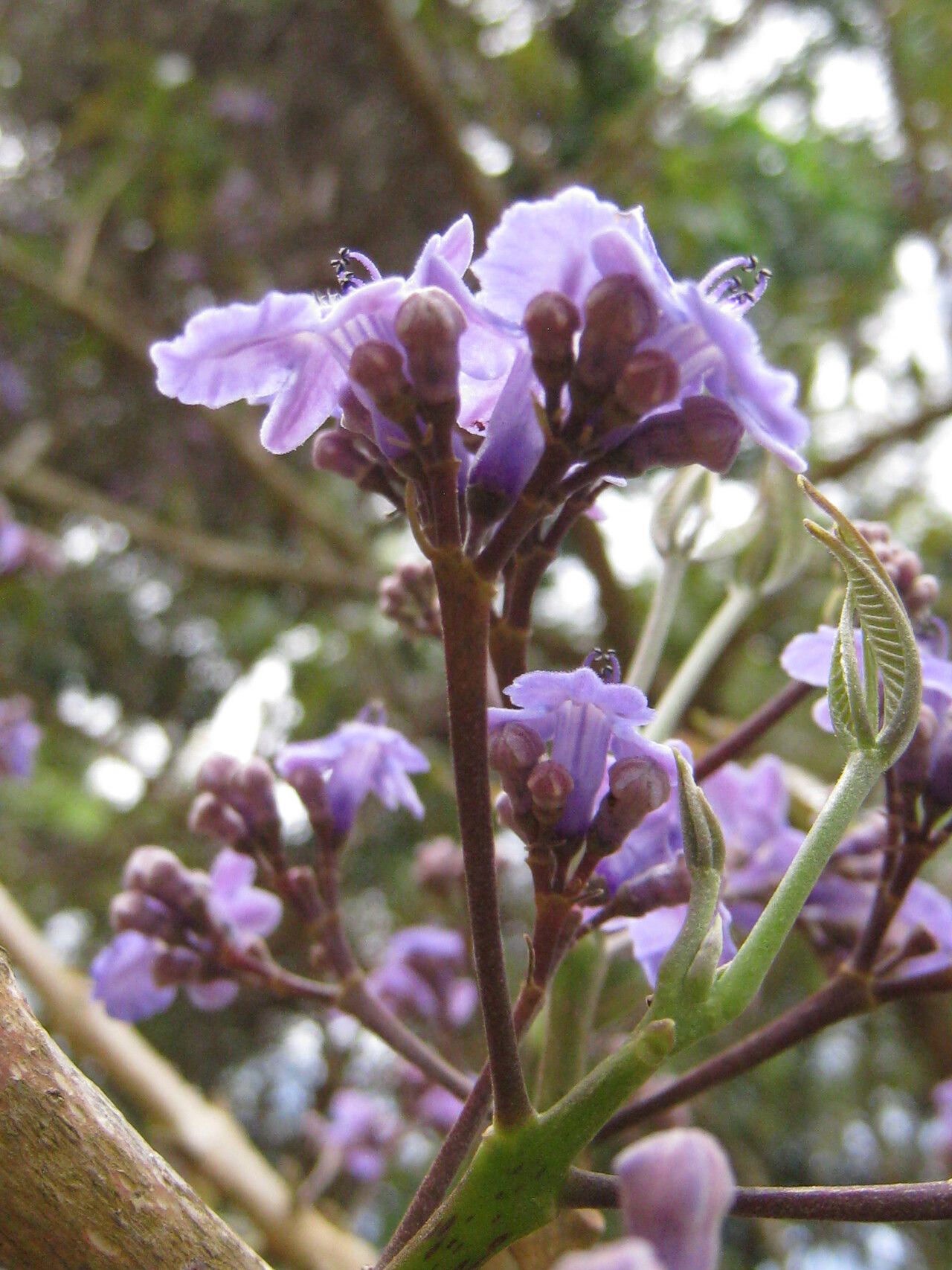 Vitex stahelii — houseplant care guide