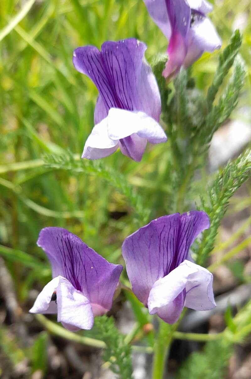 Lathyrus berteroanus flower