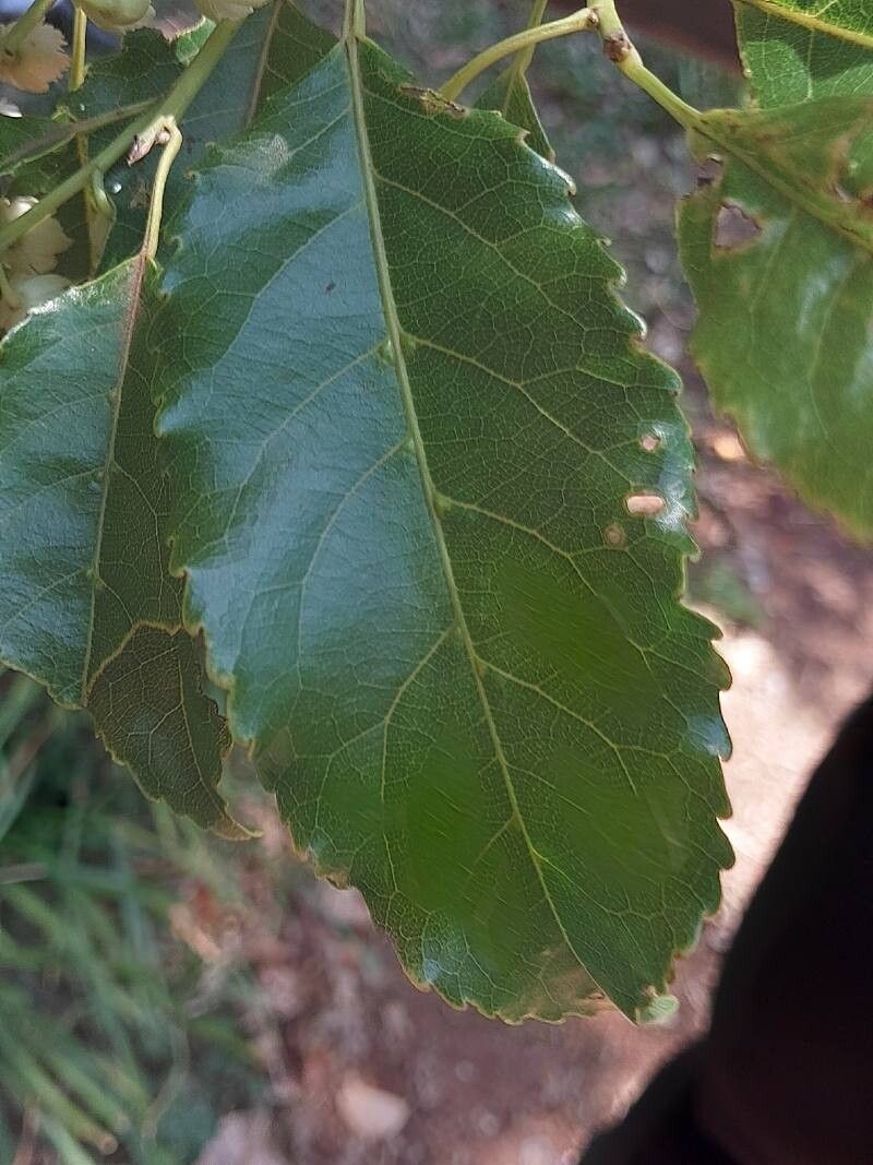 Elaeocarpus subserratus — houseplant care guide