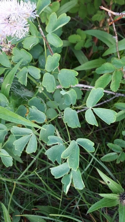 Thalictrum aquilegiifolium