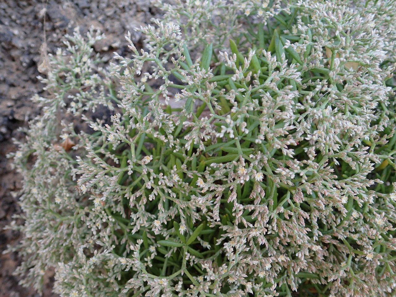 Polycarpaea smithii flower