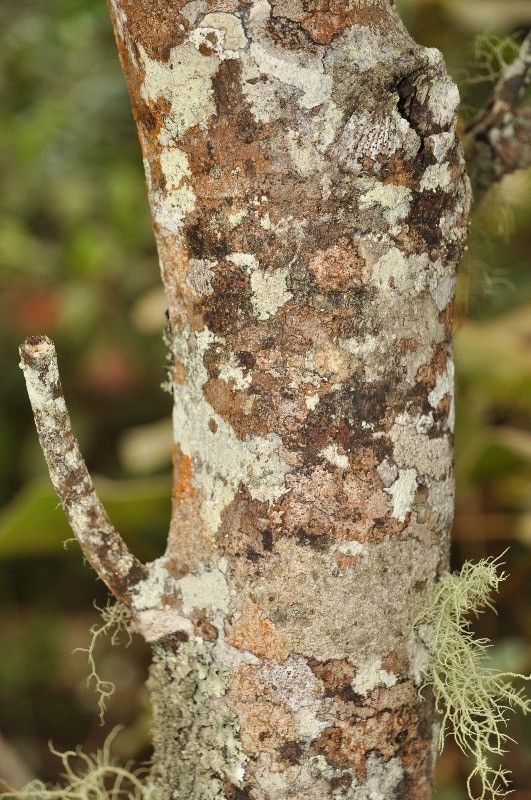 Dombeya reclinata bark