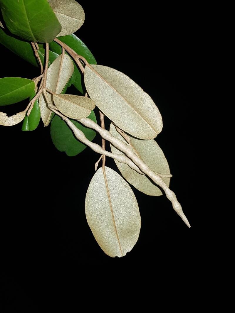 Morisonia odoratissima fruit