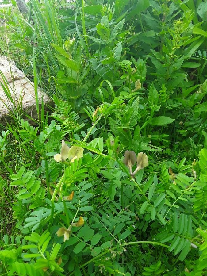 Vicia grandiflora flower