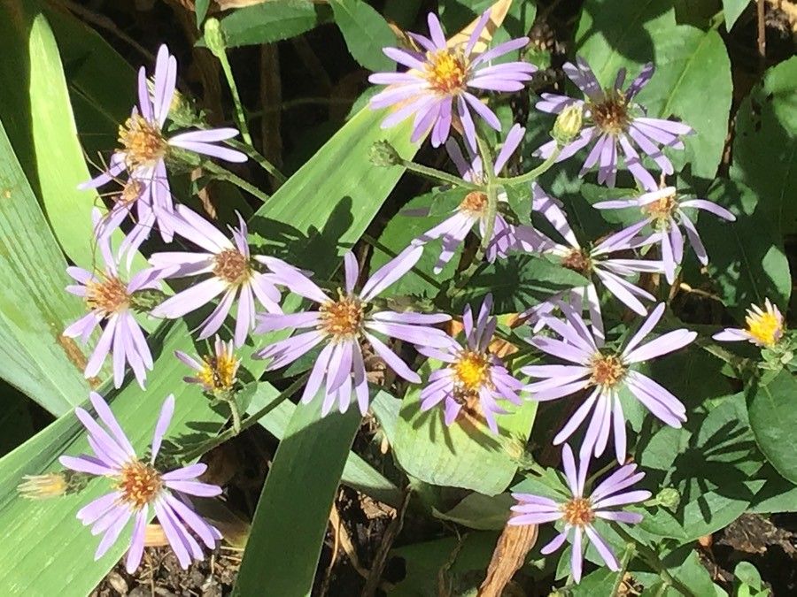 Eurybia × herveyi — search result for 'Eurybia'