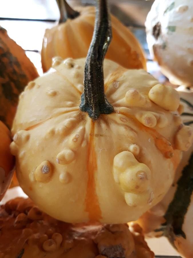 Benincasa hispida fruit