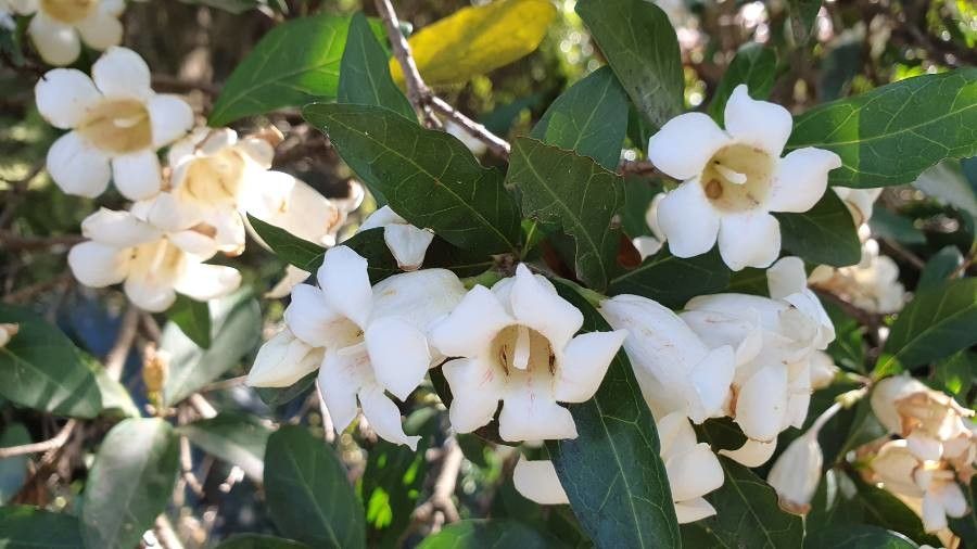 Rothmannia globosa — search result for 'Gardenia'