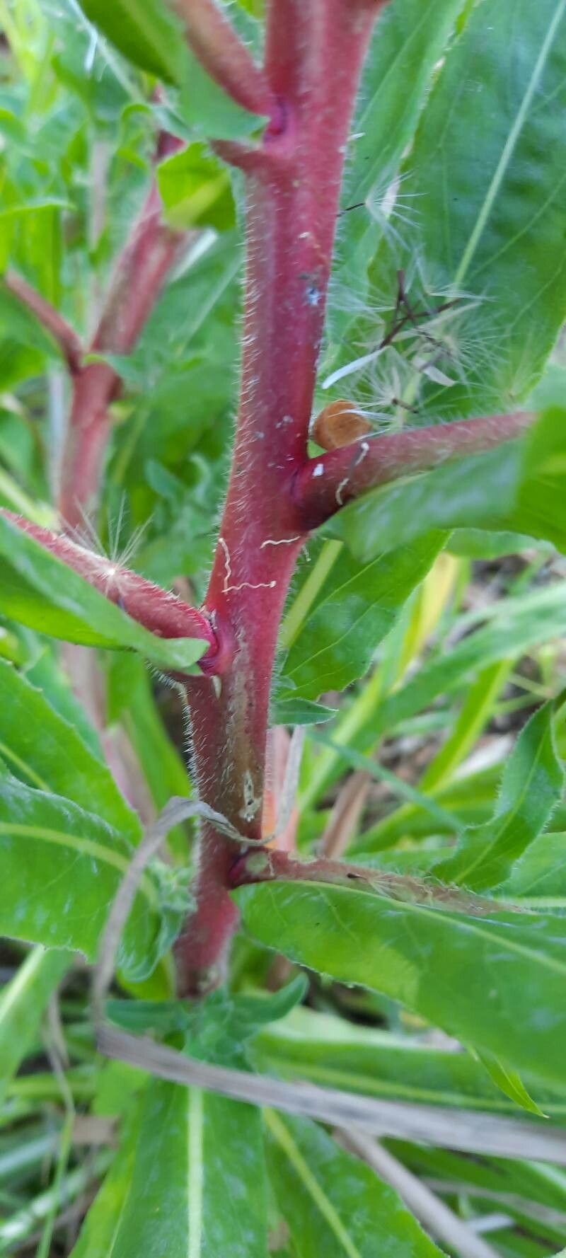 Oenothera indecora bark
