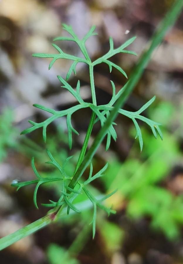 Ptychotis saxifraga — search result for 'Saxifraga'