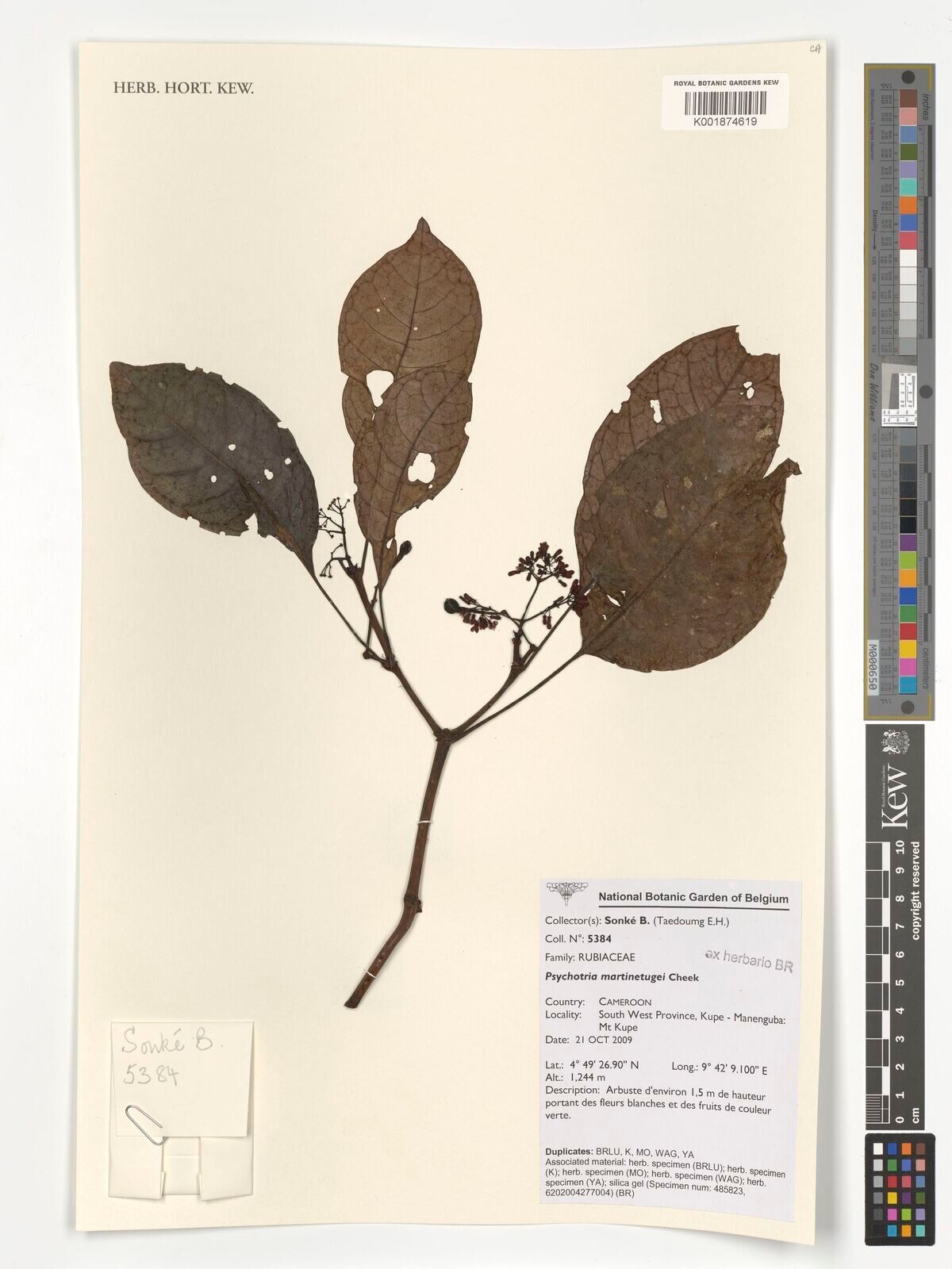 Psychotria martinetugei — houseplant care guide