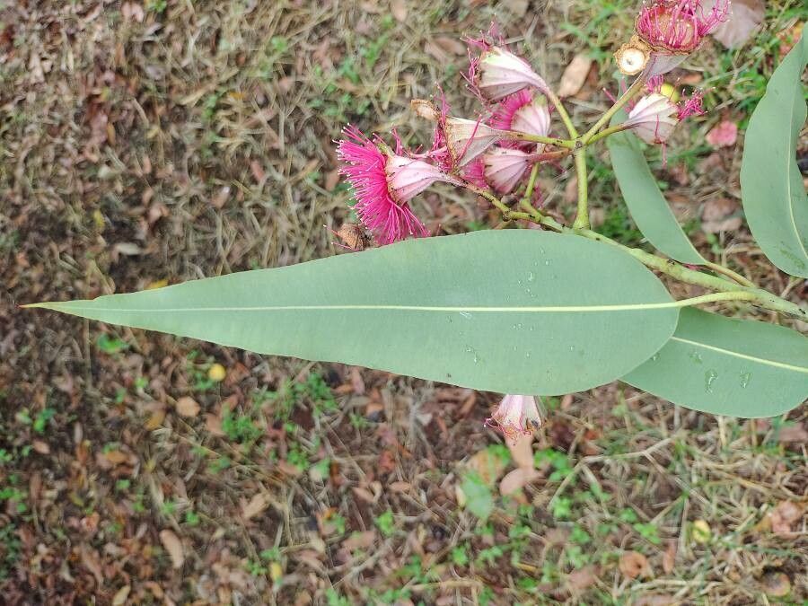Corymbia ptychocarpa leaf