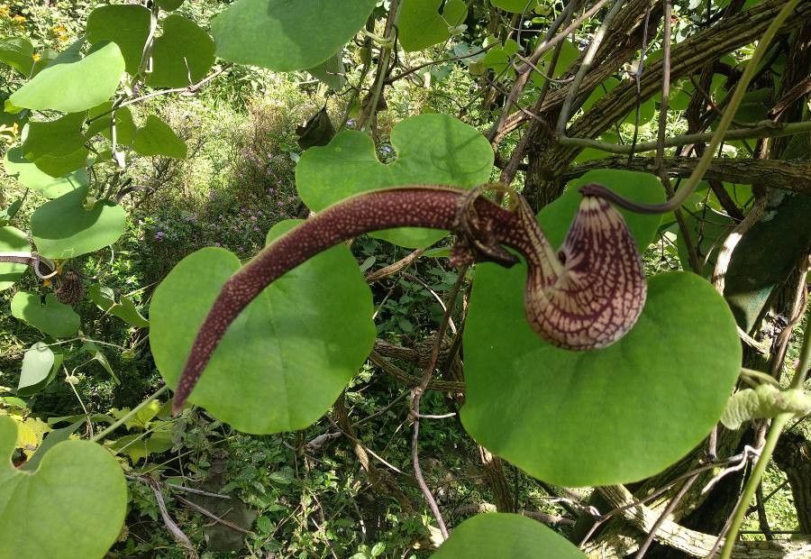 Aristolochia andina