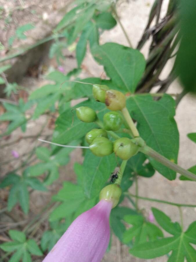 Ipomoea cairica fruit