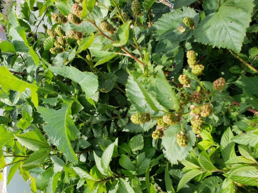 Rubus macrophyllus fruit