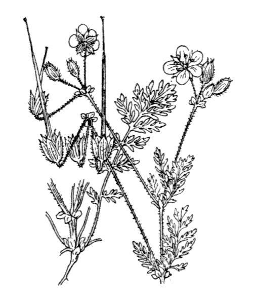 Erodium salzmannii — search result for 'Erodium'