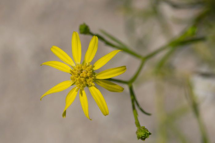 Gutierrezia sphaerocephala flower
