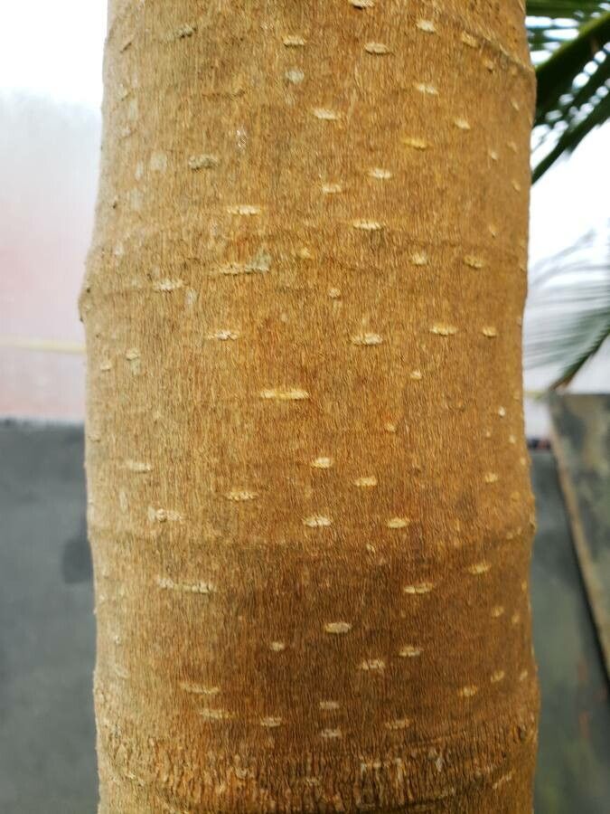 Magnolia hodgsonii bark