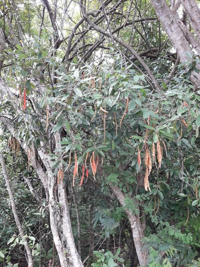 Capparis indica habit