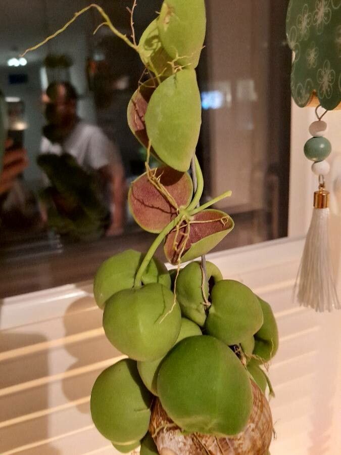 Dischidia platyphylla leaf