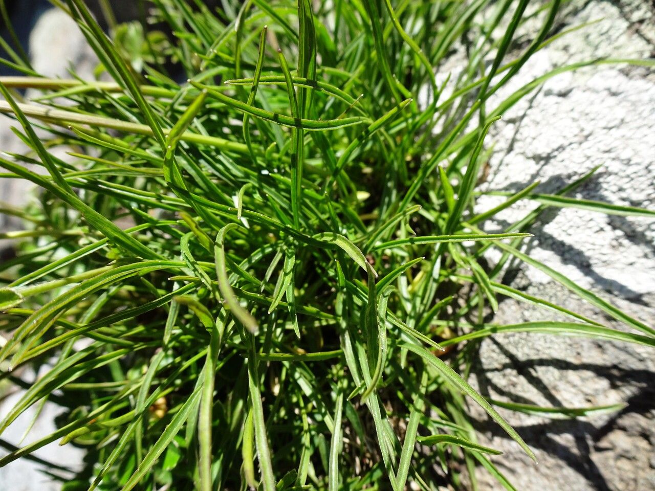 Phyteuma hemisphaericum — search result for 'Phyteuma'