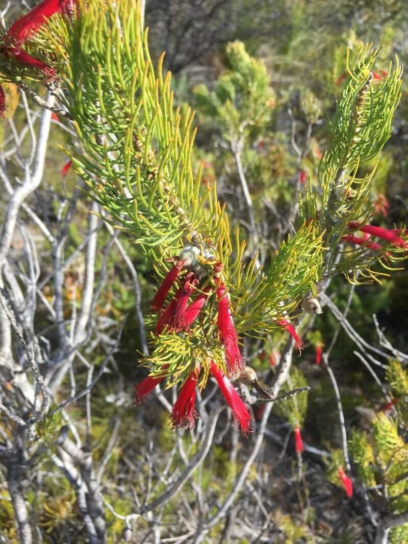 Calothamnus sanguineus flower