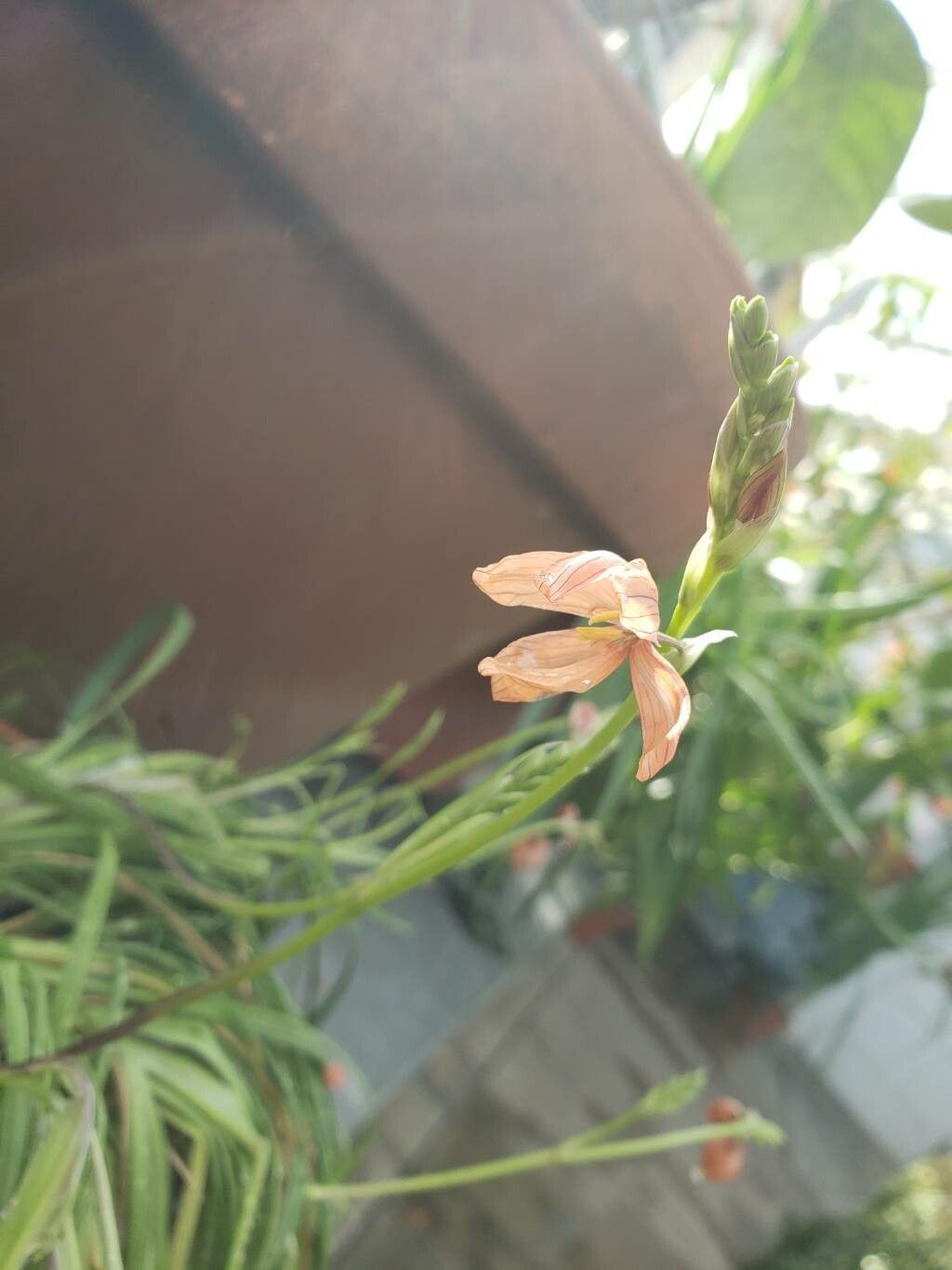 Ixia pumilio flower