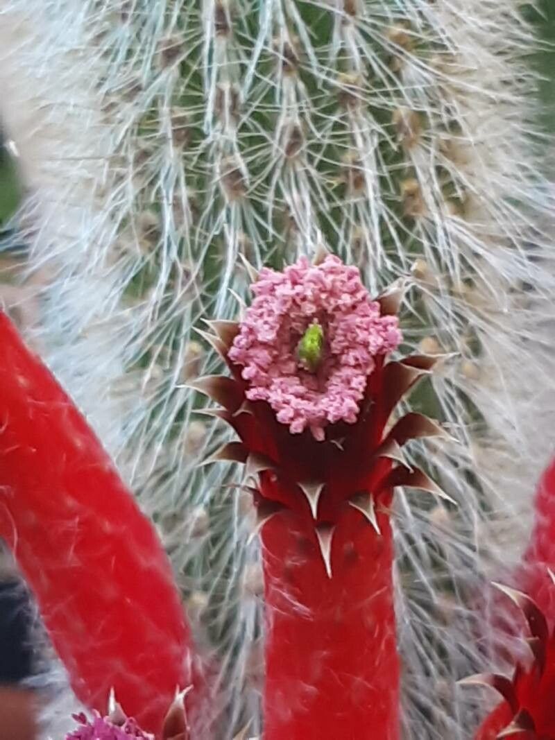 Cleistocactus buchtienii flower