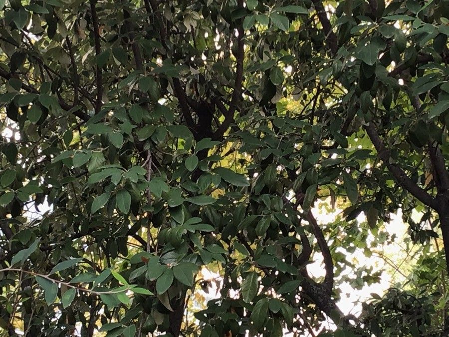 Cotoneaster turbinatus — houseplant care guide