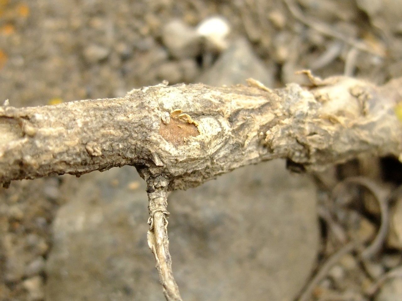 Plantago arborescens bark