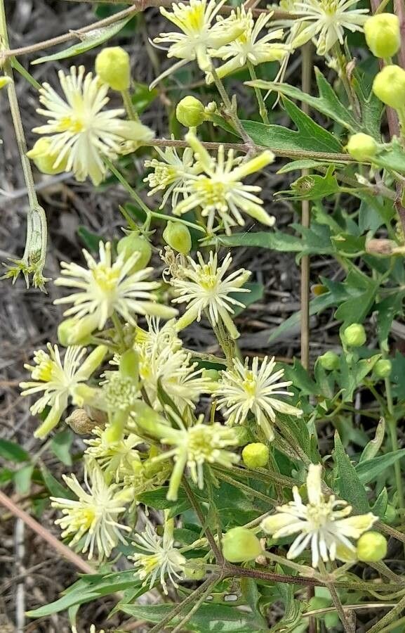 Clematis campestris flower