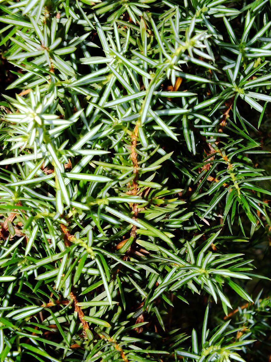 Juniperus rigida leaf