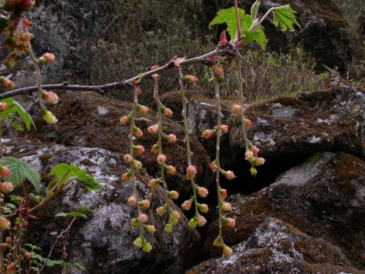 Ribes griffithii other