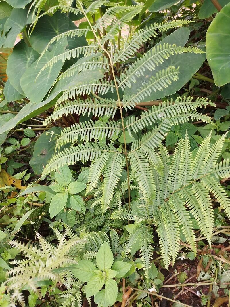 Pteris fauriei flower