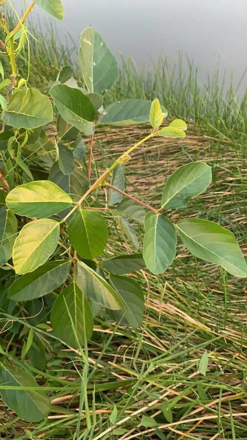 Erythrina fusca — search result for 'Erythrina'