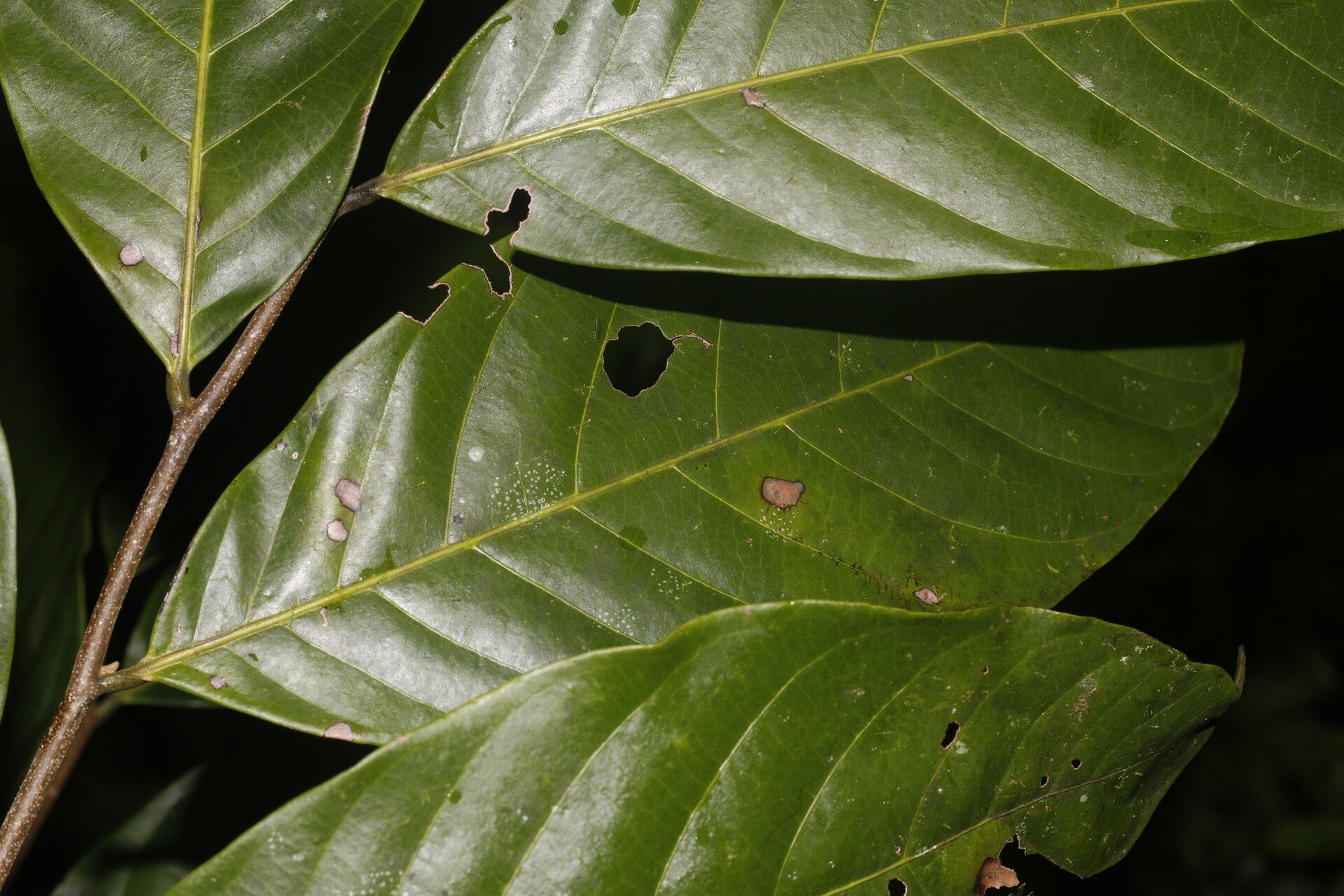 Unonopsis pittieri leaf