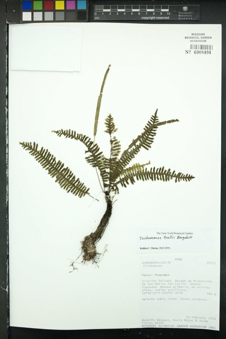 Trichomanes trollii other