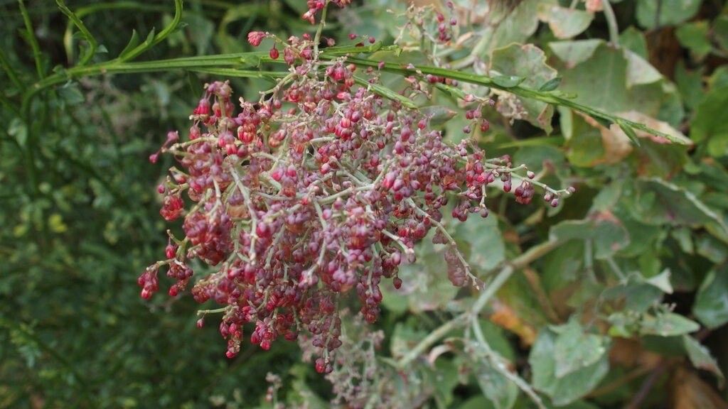 Rumex maderensis flower