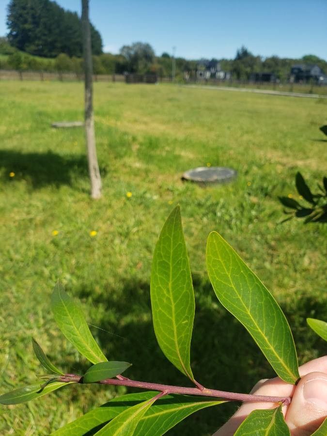 Embothrium coccineum leaf