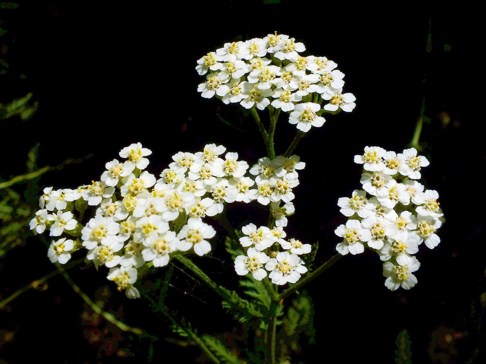 Achillea collina flower