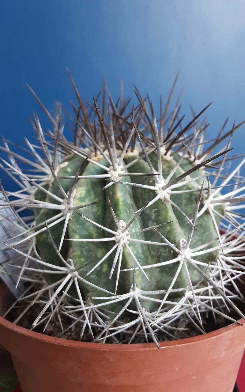 Ferocactus lindsayi habit