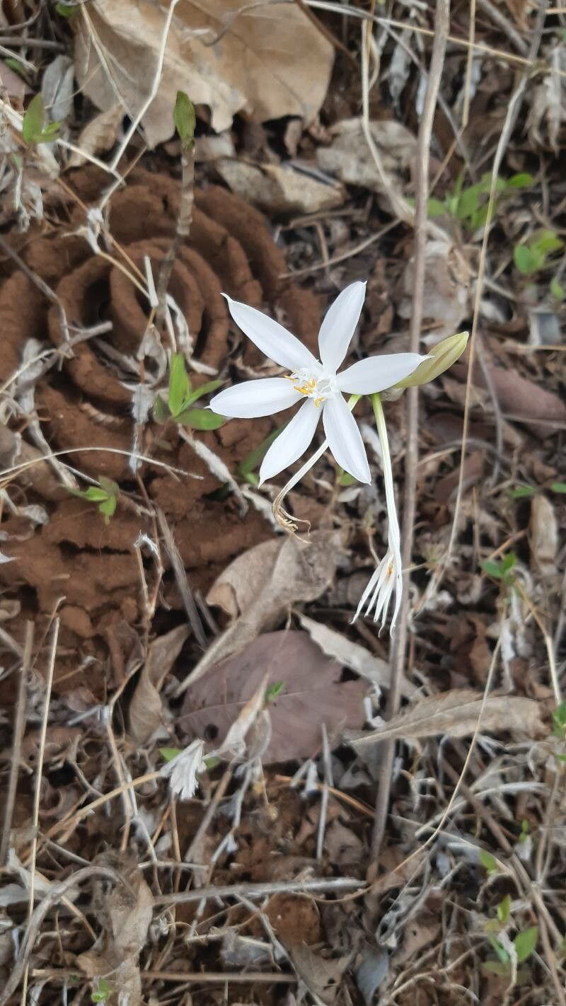 Pancratium parvum — search result for 'Pancratium'