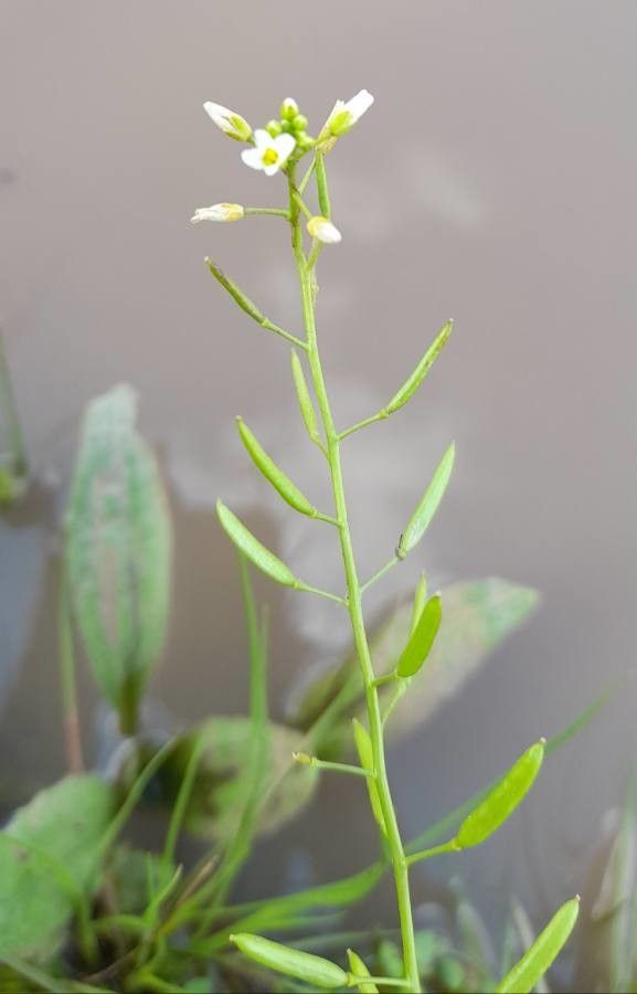 Rorippa bonariensis fruit