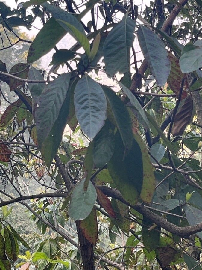 Coffea abbayesii leaf
