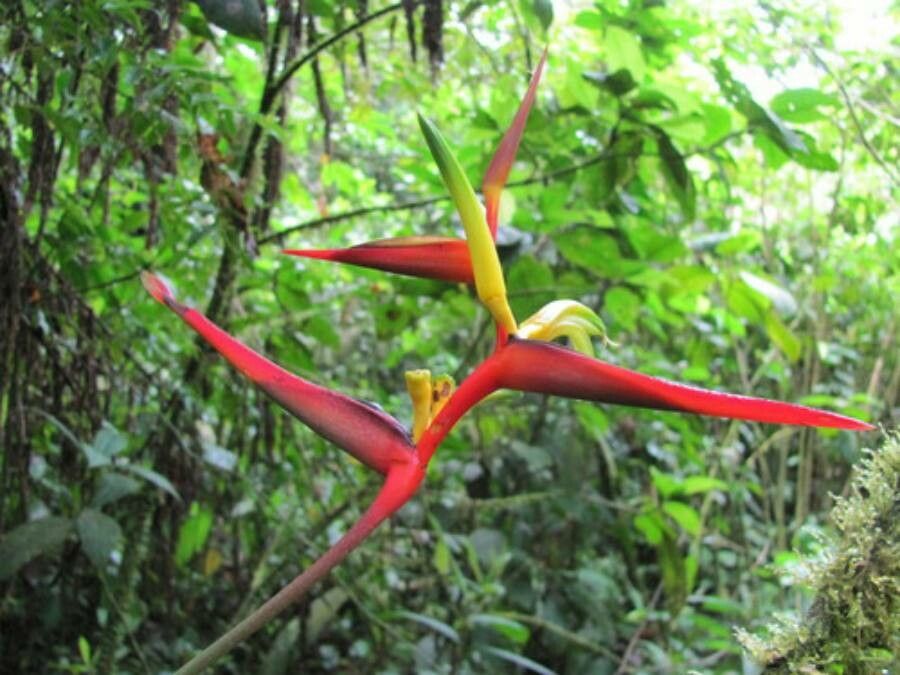 Heliconia vaginalis flower