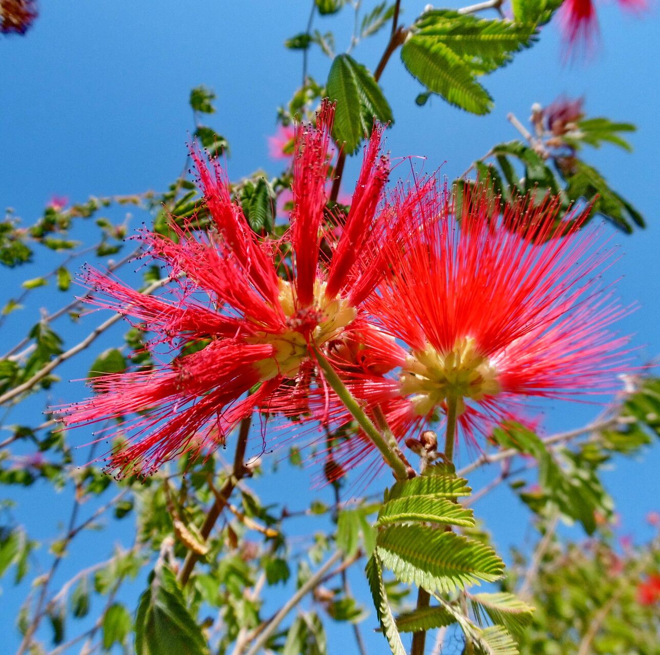Calliandra tweediei flower