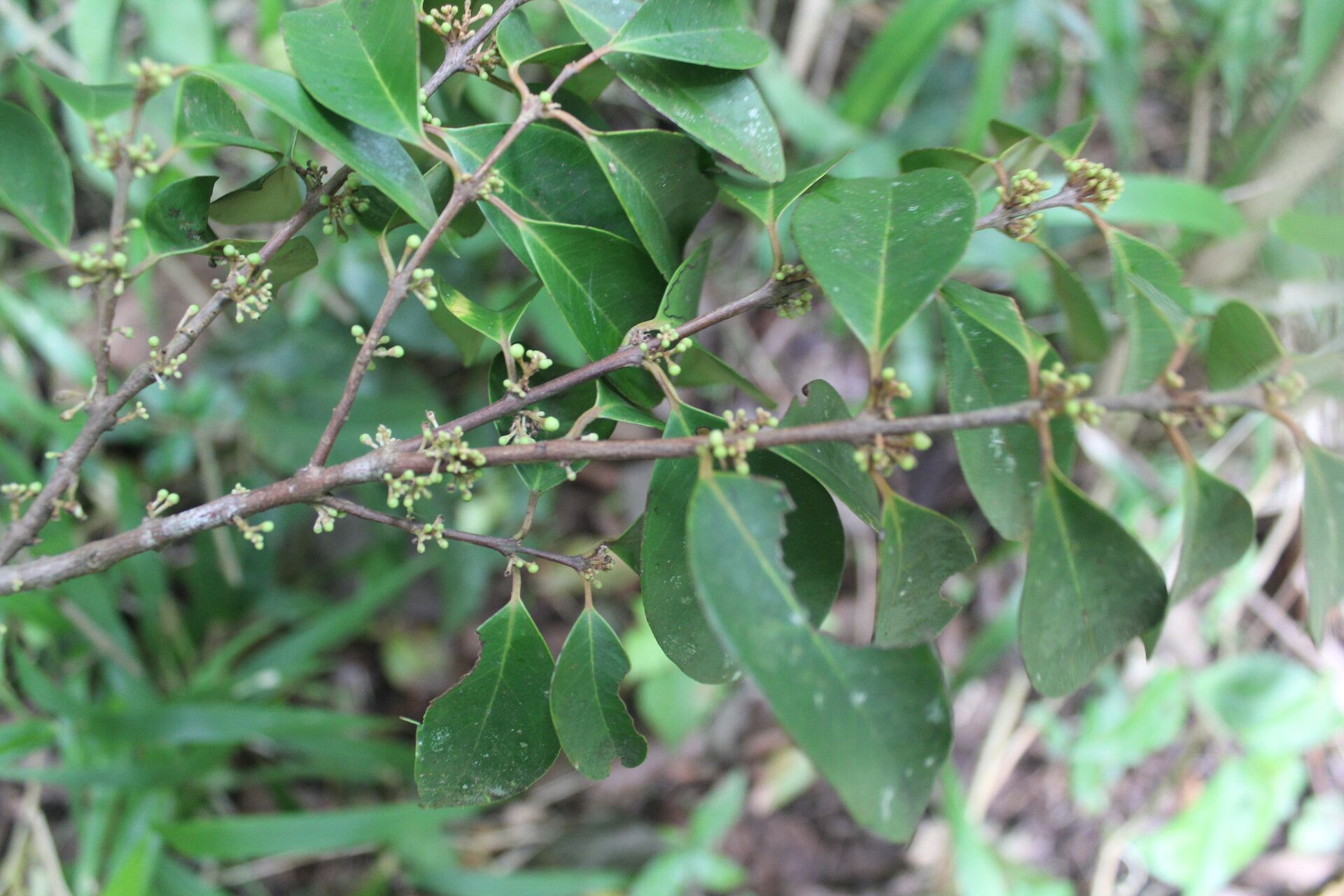 Eugenia cartagensis — houseplant care guide