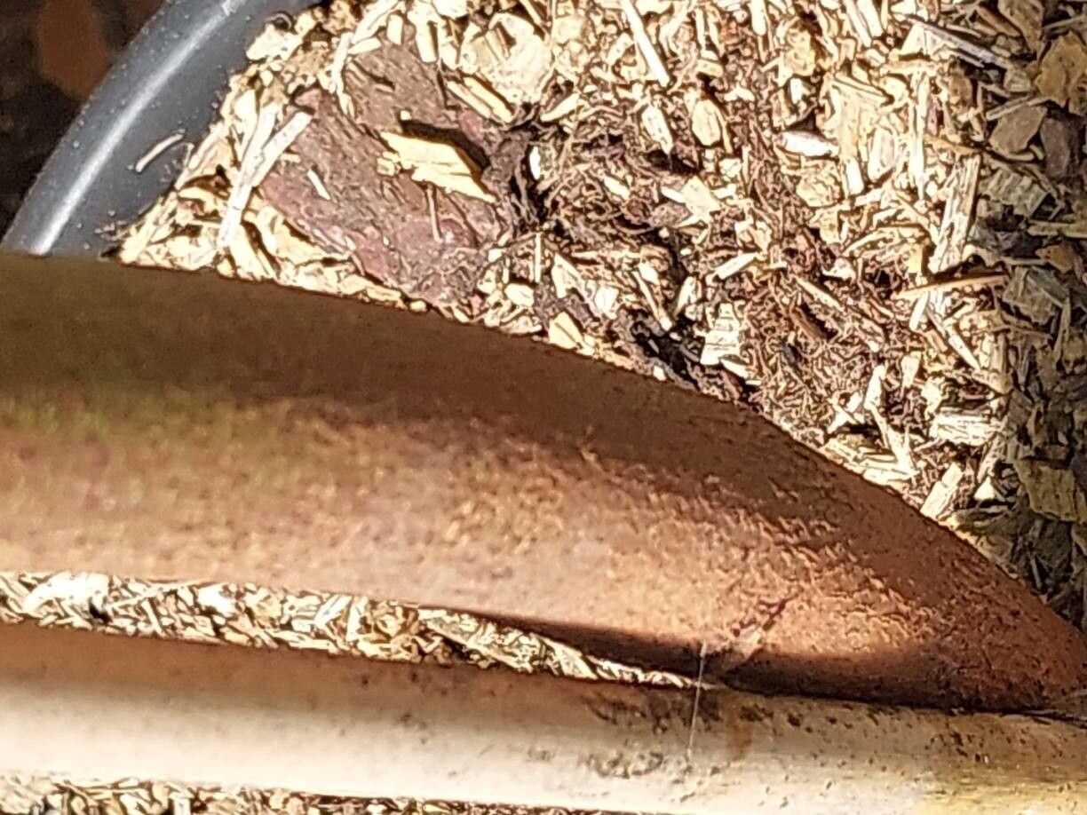 Eucalyptus approximans bark