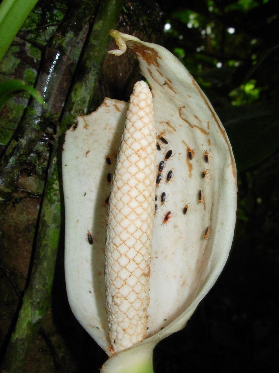 Syngonium standleyanum flower