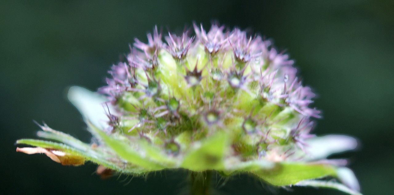 Knautia dipsacifolia fruit