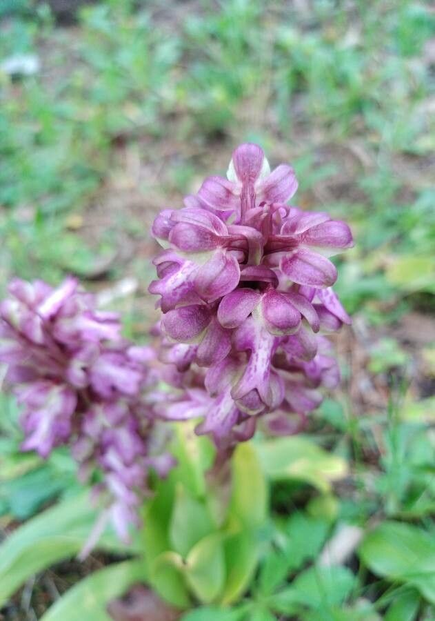 Himantoglossum robertianum flower